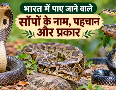 भारत में पाए जाने वाले साँप – कोबरा, अजगर और अन्य प्रजातियाँ