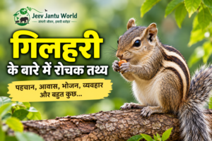 गिलहरी के बारे में जानकारी – भारतीय गिलहरी