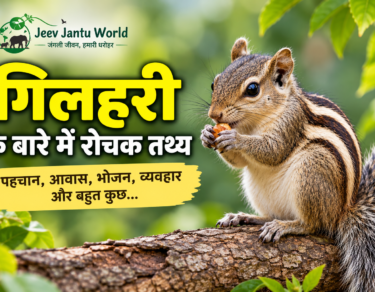 गिलहरी के बारे में जानकारी – भारतीय गिलहरी