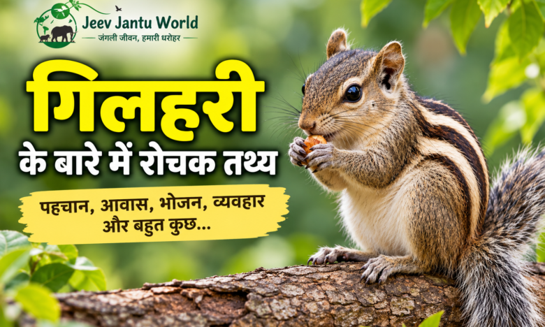 गिलहरी के बारे में जानकारी – भारतीय गिलहरी