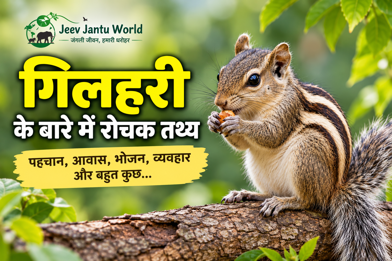 गिलहरी के बारे में जानकारी – भारतीय गिलहरी