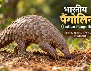 भारतीय पैंगोलिन (Indian Pangolin) अपने प्राकृतिक आवास में