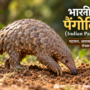 भारतीय पैंगोलिन (Indian Pangolin) अपने प्राकृतिक आवास में