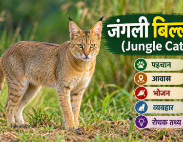 जंगली बिल्ली (Jungle Cat)