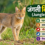 जंगली बिल्ली (Jungle Cat)